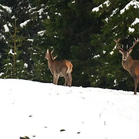 Berggasthaus Pirigen * Langwies